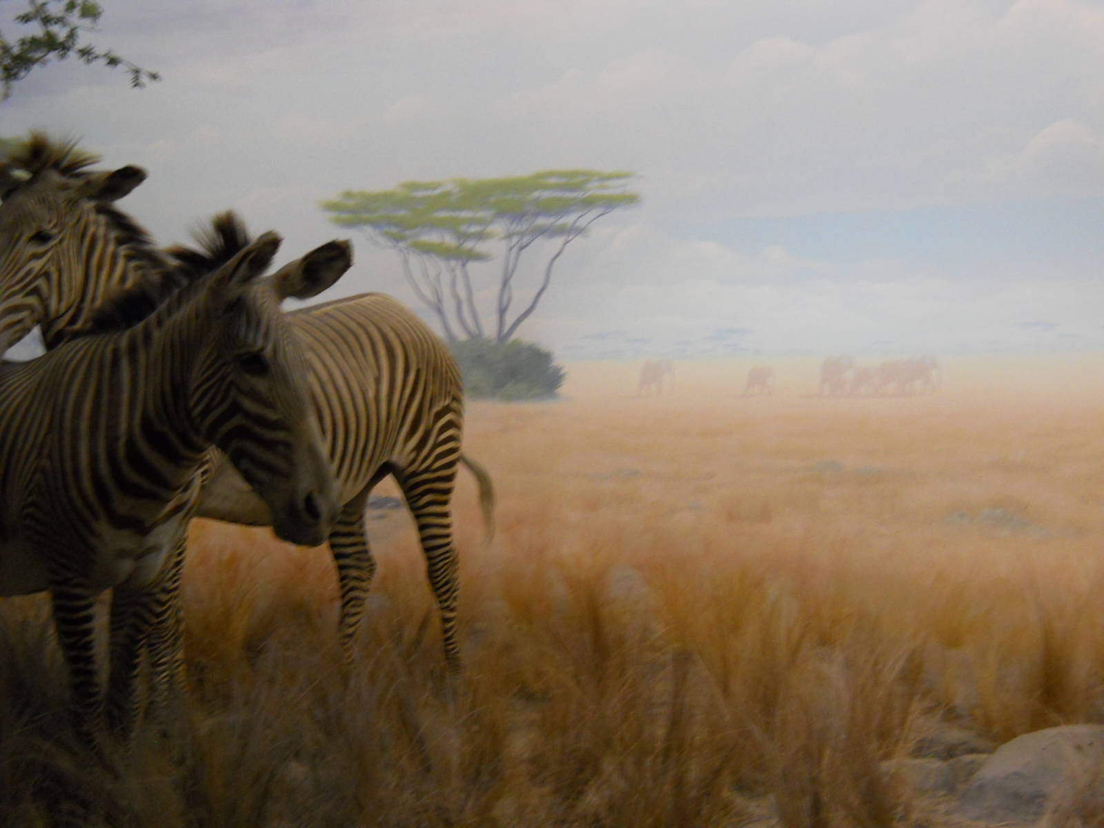 African elephant herd projection