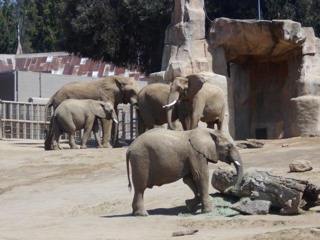 African elephant herd