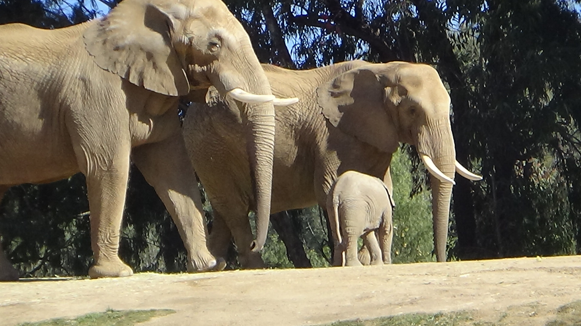 African elephant herd