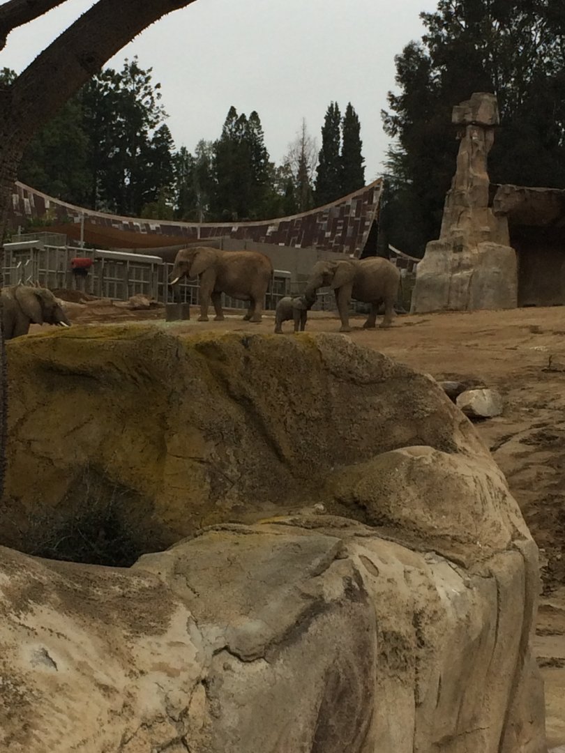 African Elephant Herd