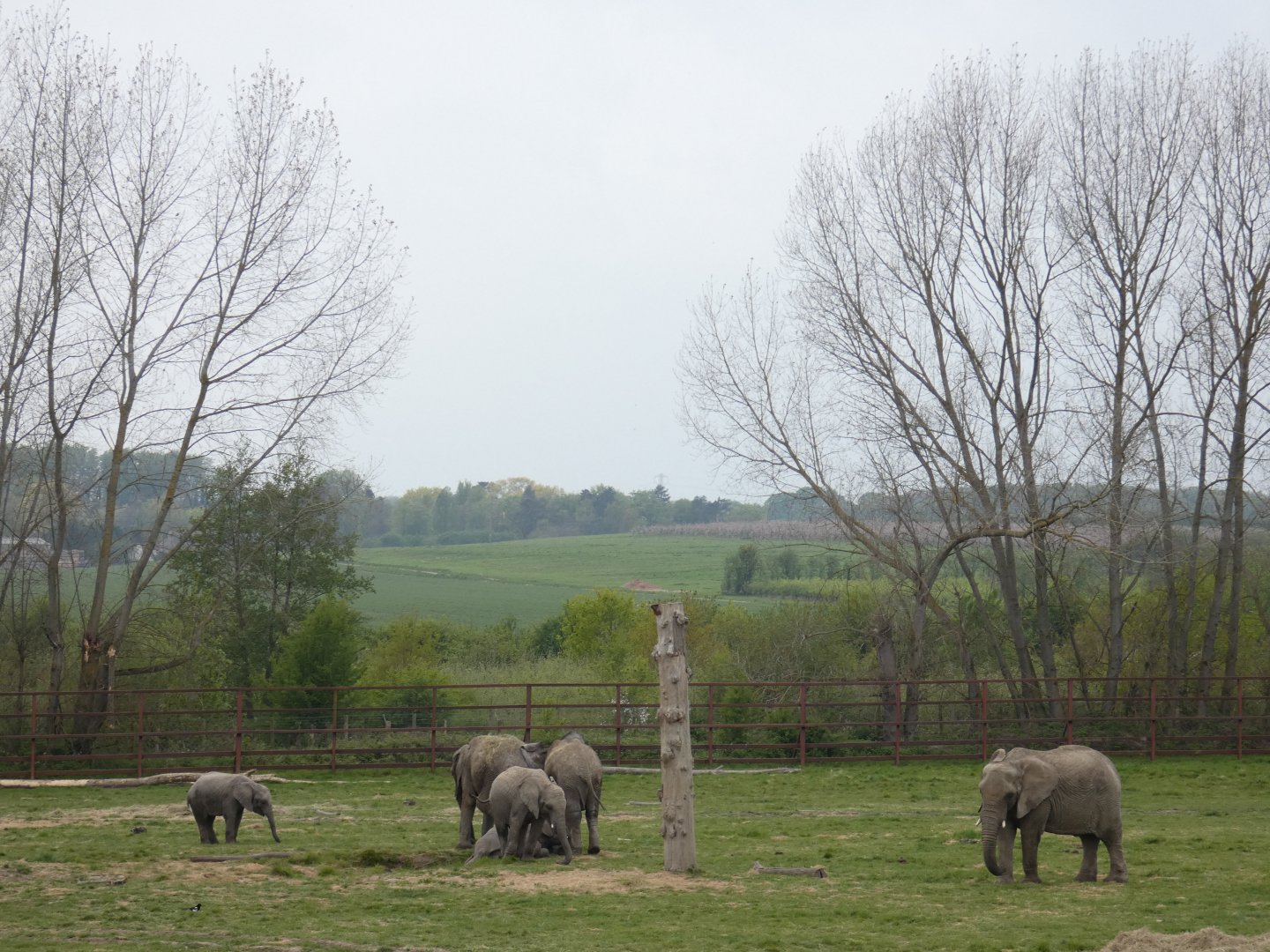 African elephant herd