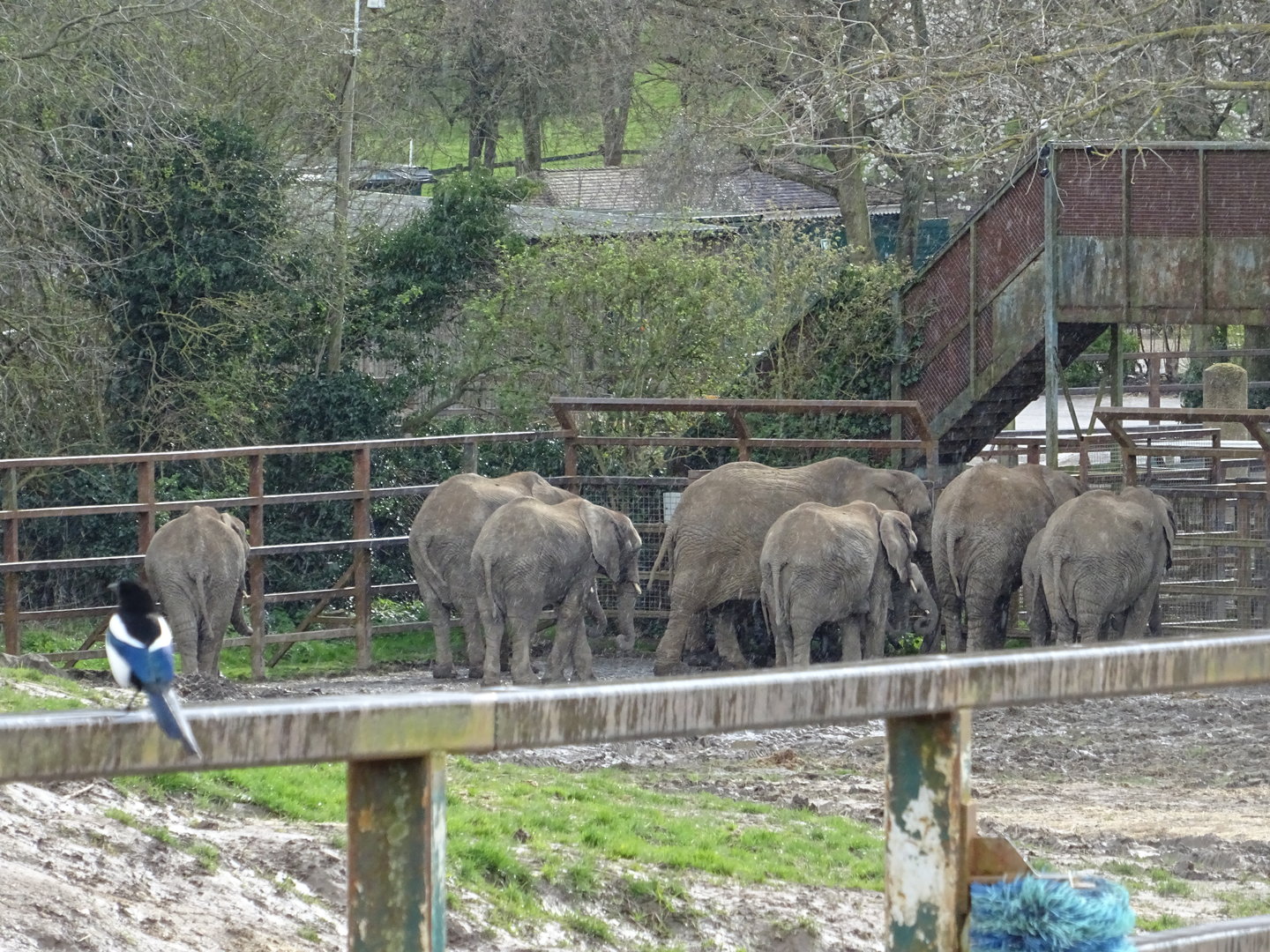 African Elephant Herd