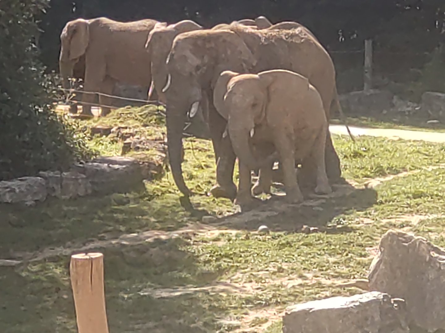 African elephant herd