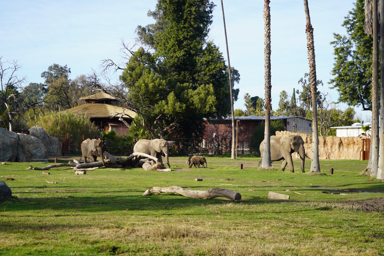 African elephant herd