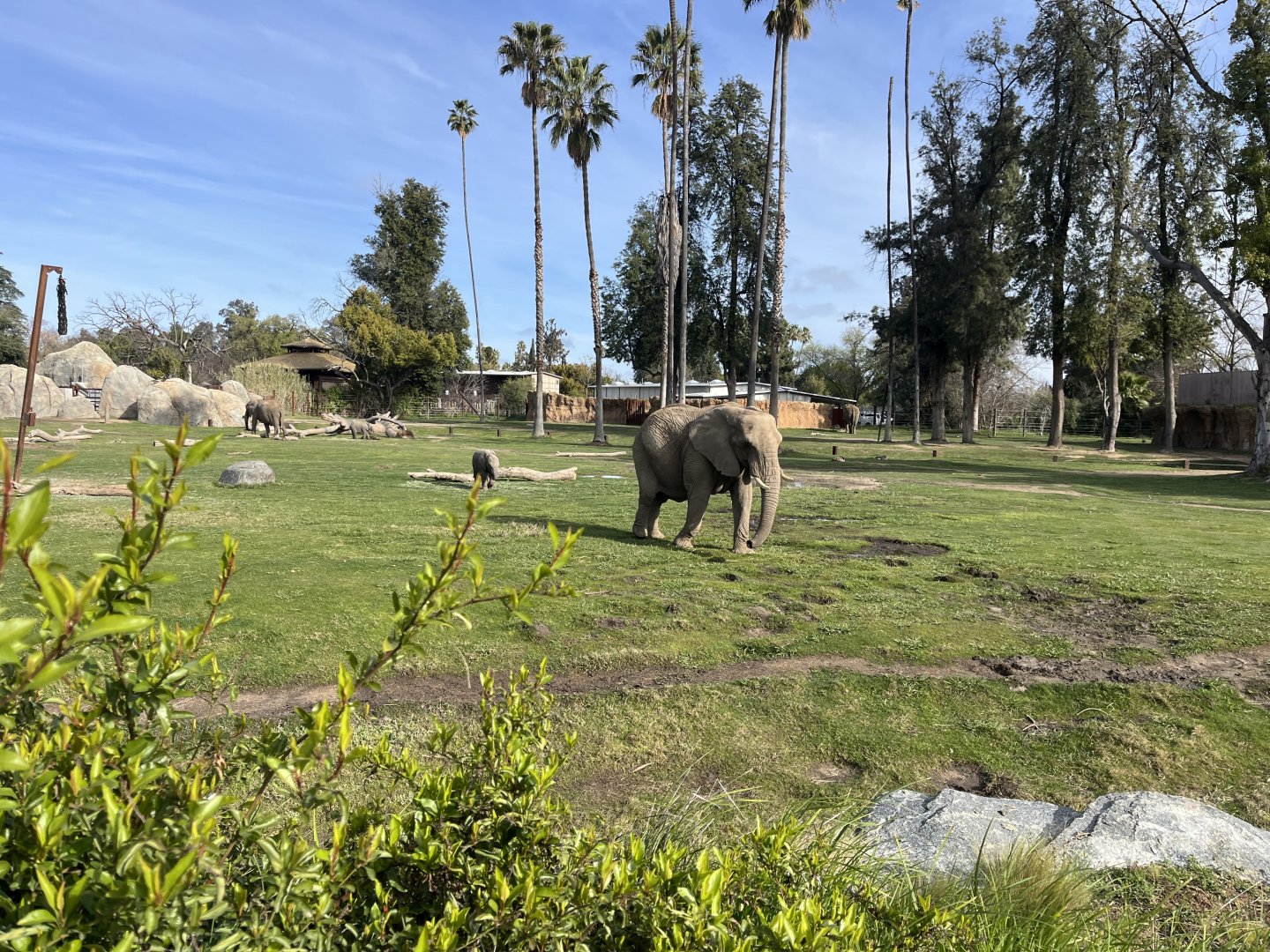 African Elephant herd