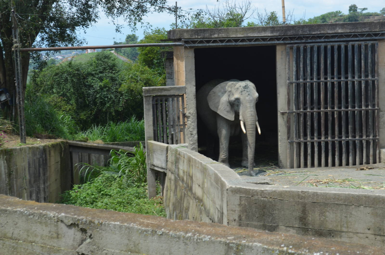 African Elephant holding area