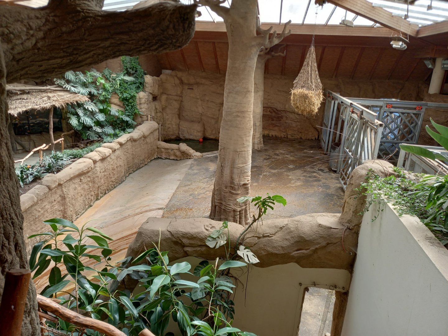 African elephant house