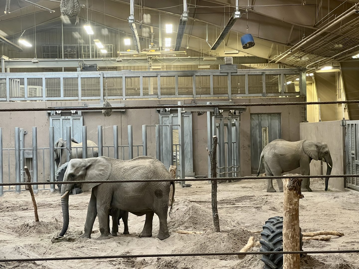 African Elephant House