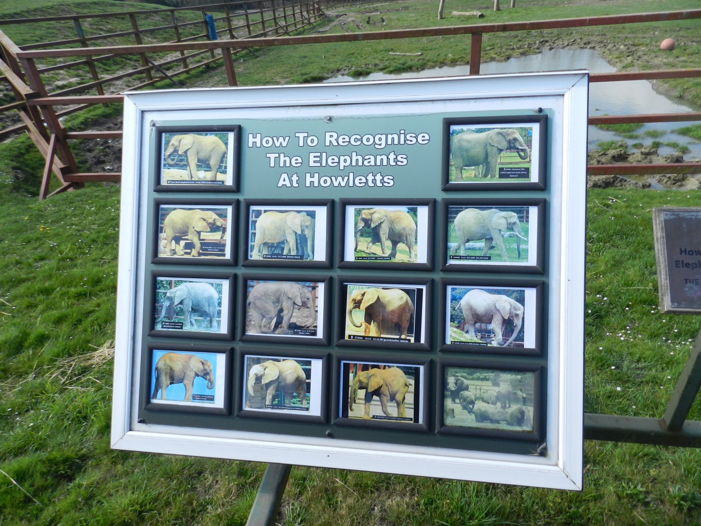 African Elephant ID Signage at Howletts Wild Animal Park, England