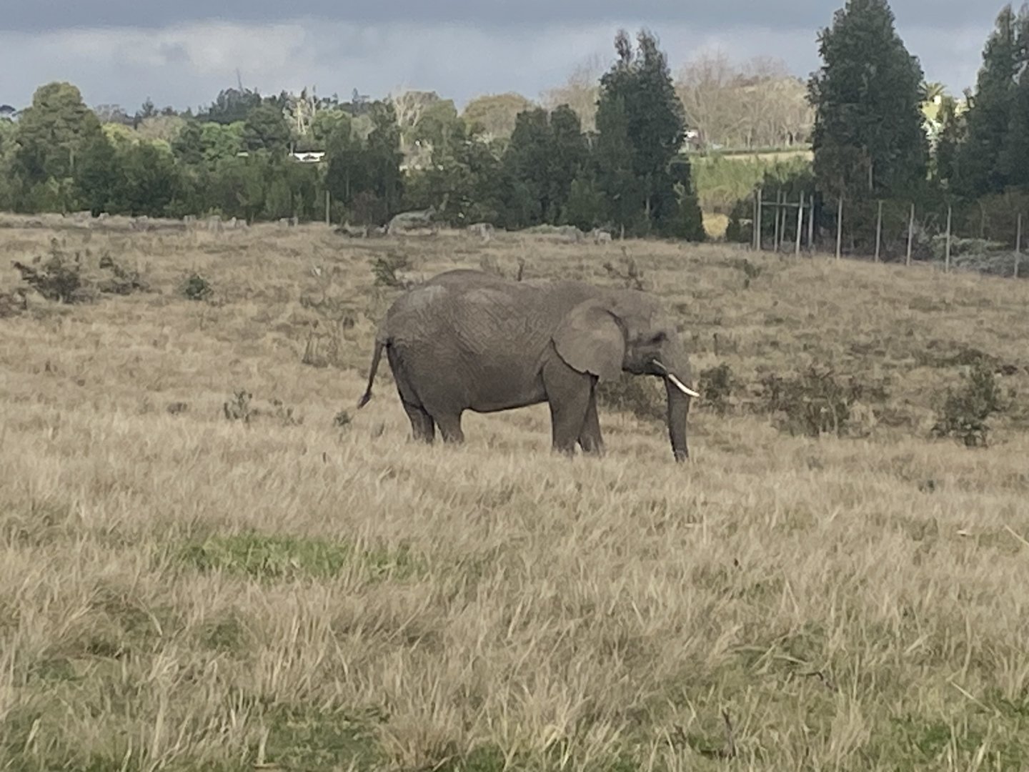 African elephant image 3