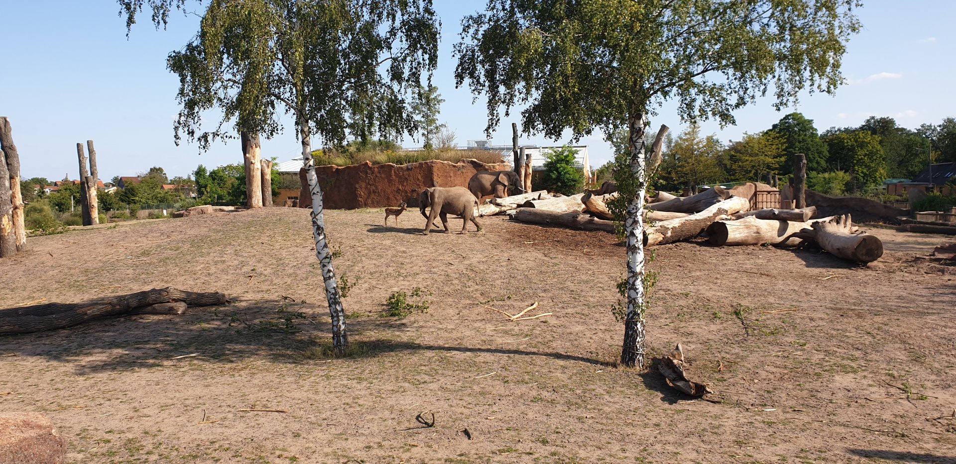 African Elephant, Impala, Africambo