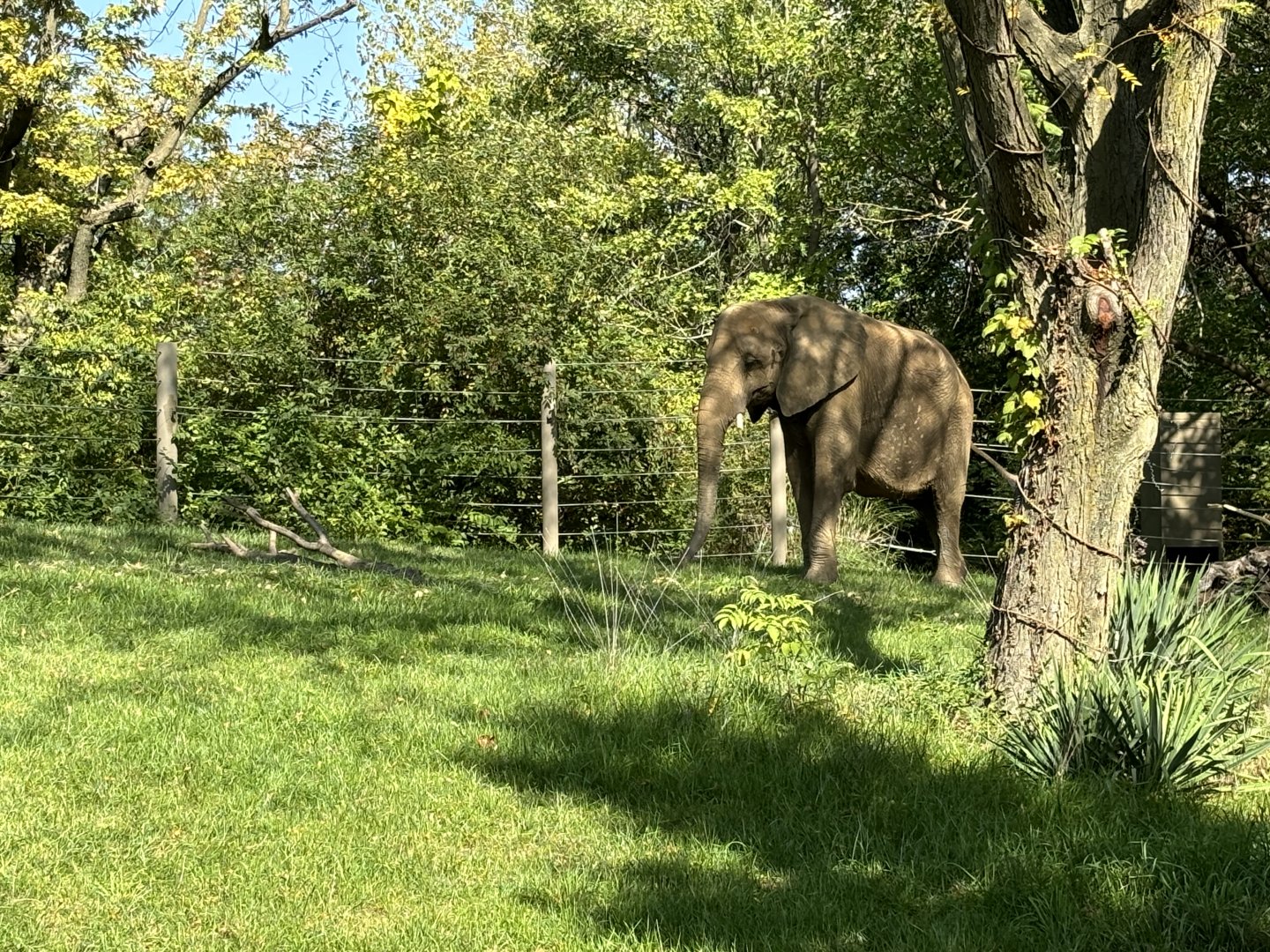 African Elephant in Grassy Exhibit
