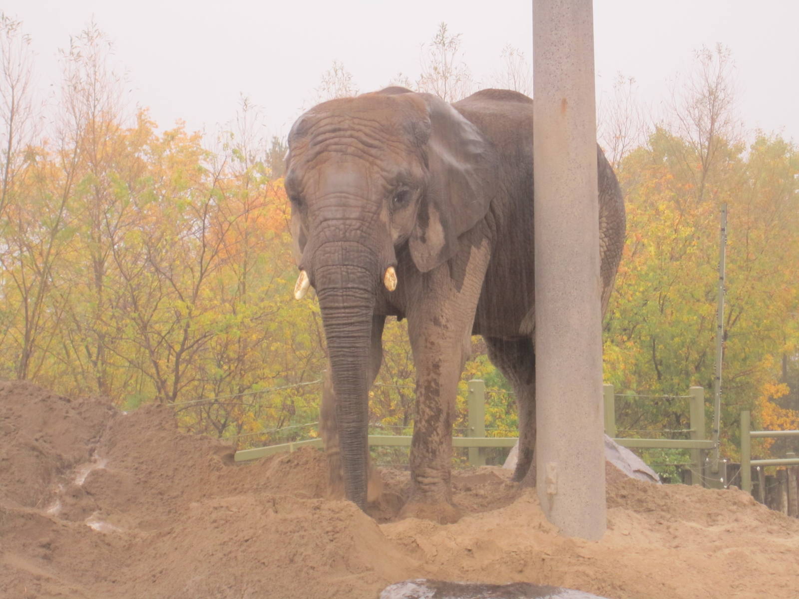 African Elephant In The Rain