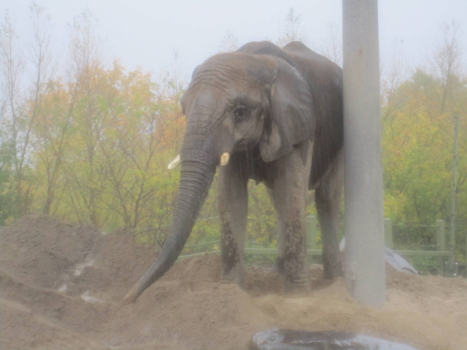 African Elephant In The Rain