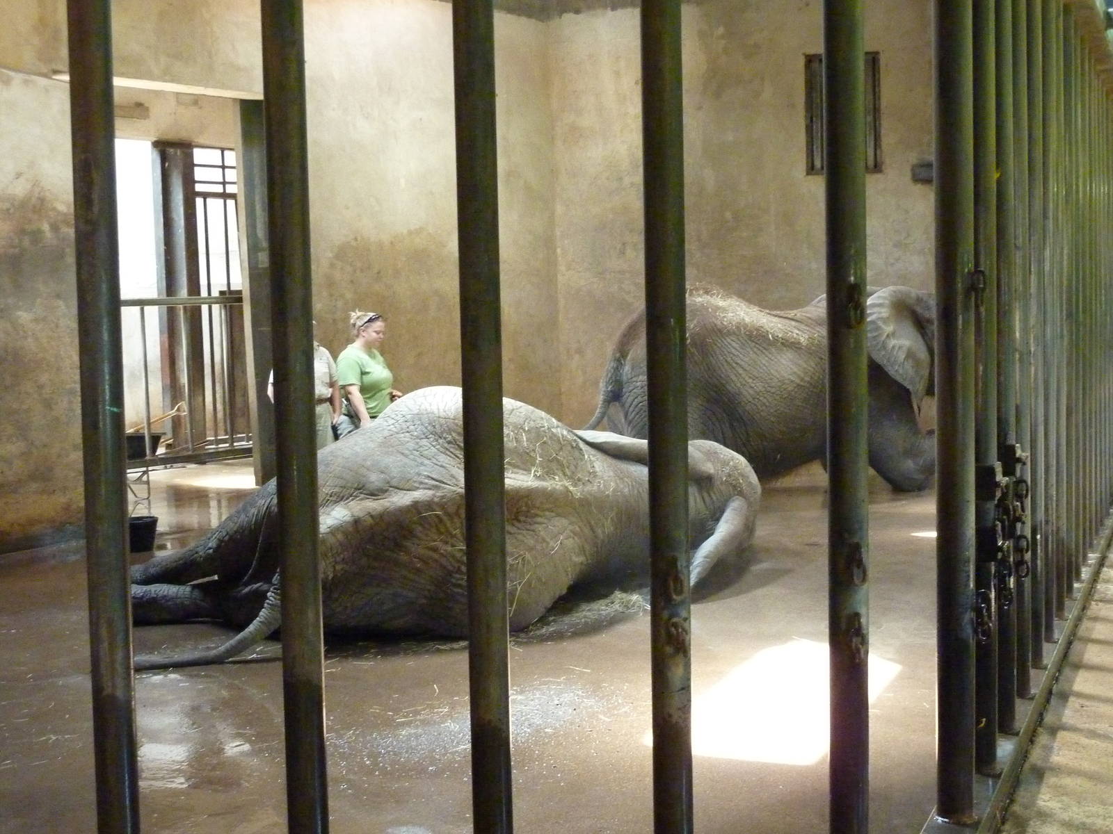 African Elephant - Indoor Area