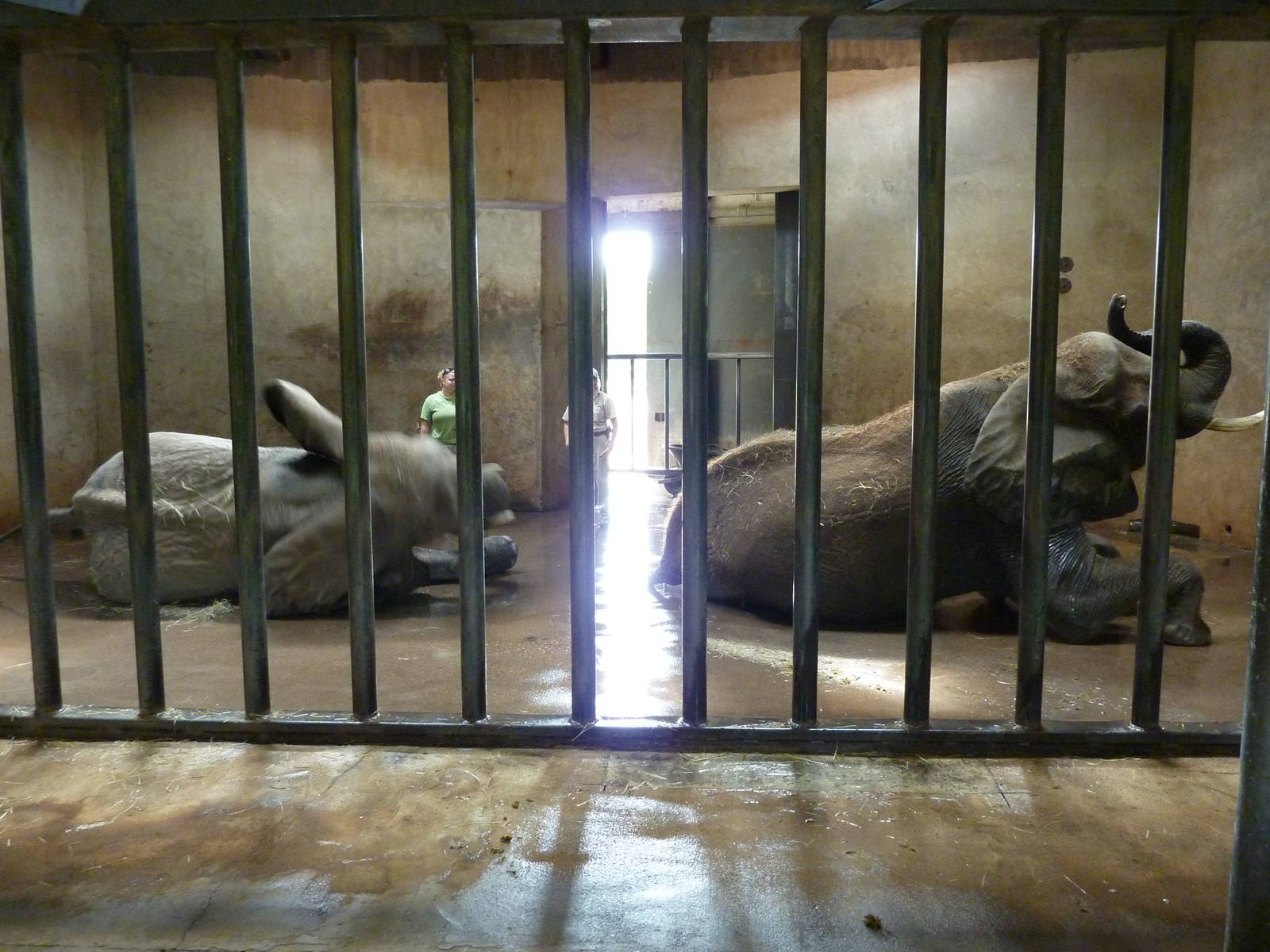 African Elephant - Indoor Area