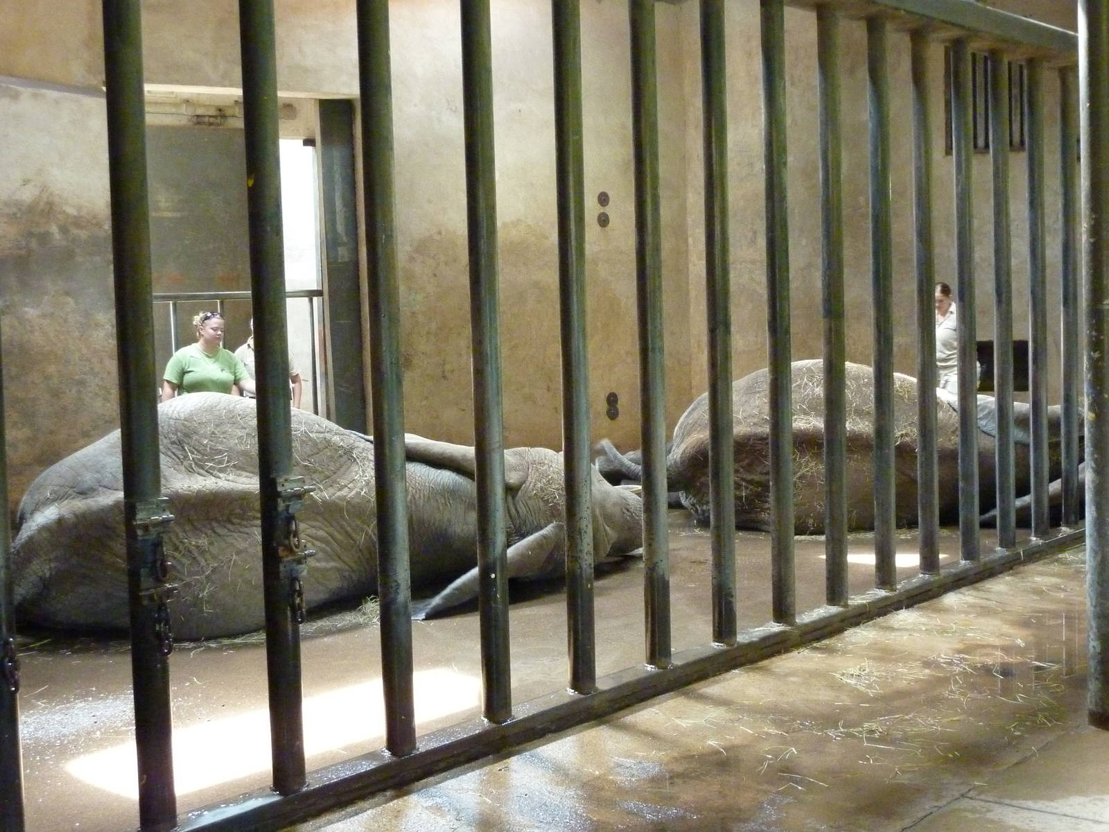 African Elephant - Indoor Area