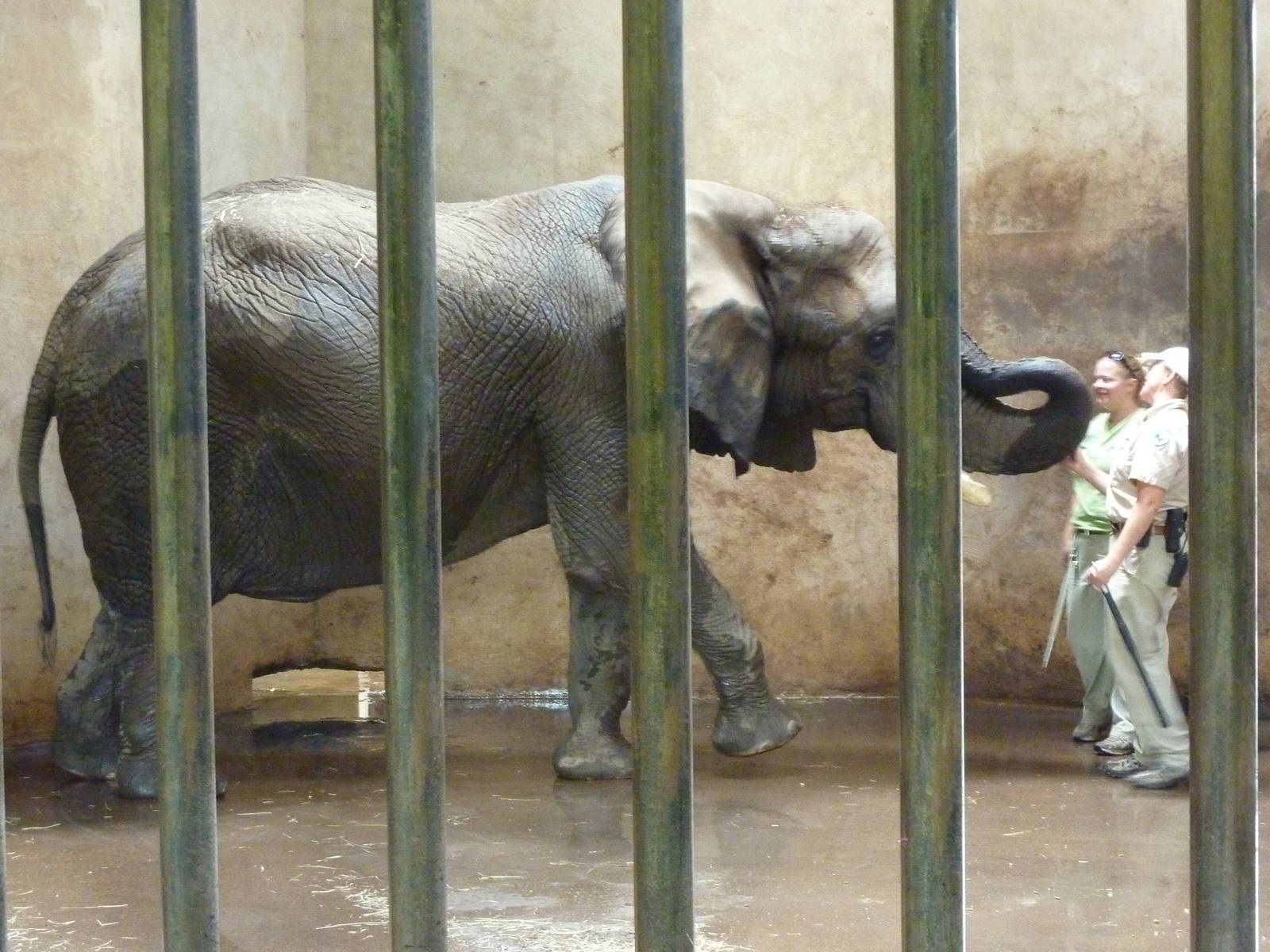African Elephant - Indoor Area