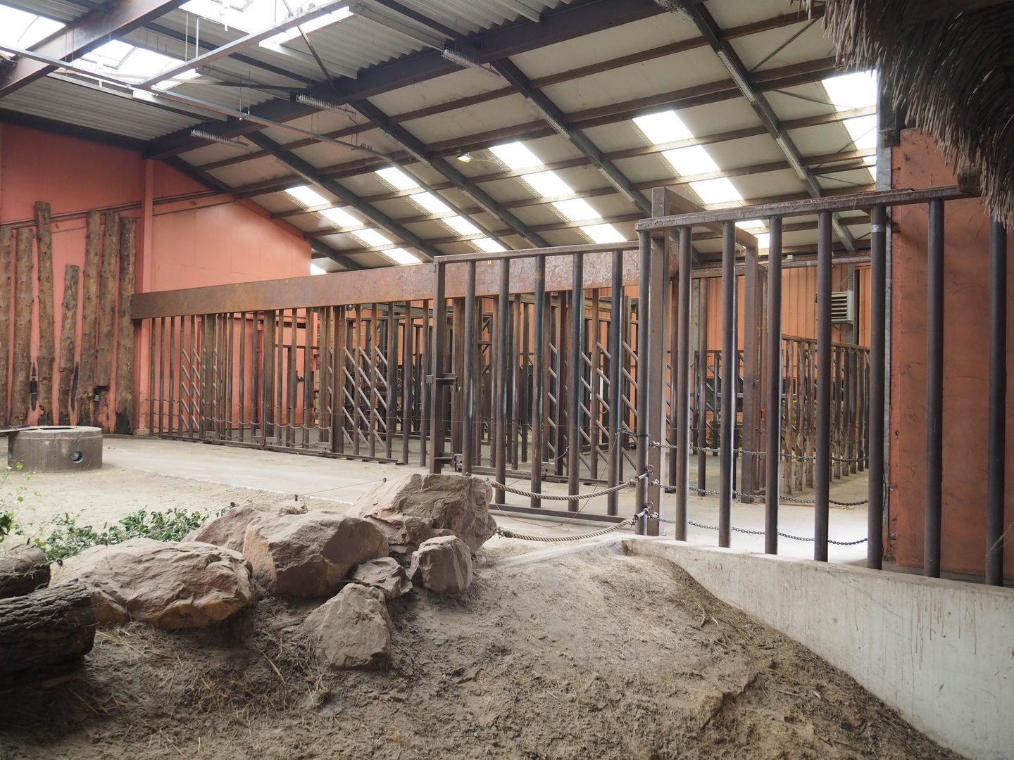 African elephant indoor boxes, 2022-06-12