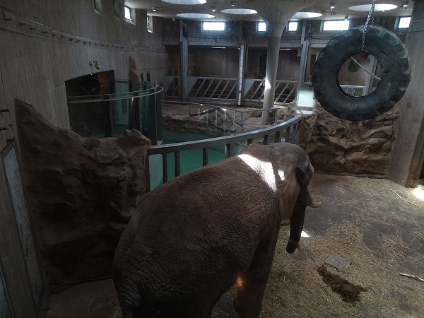 African elephant indoor enclosure (04/22)