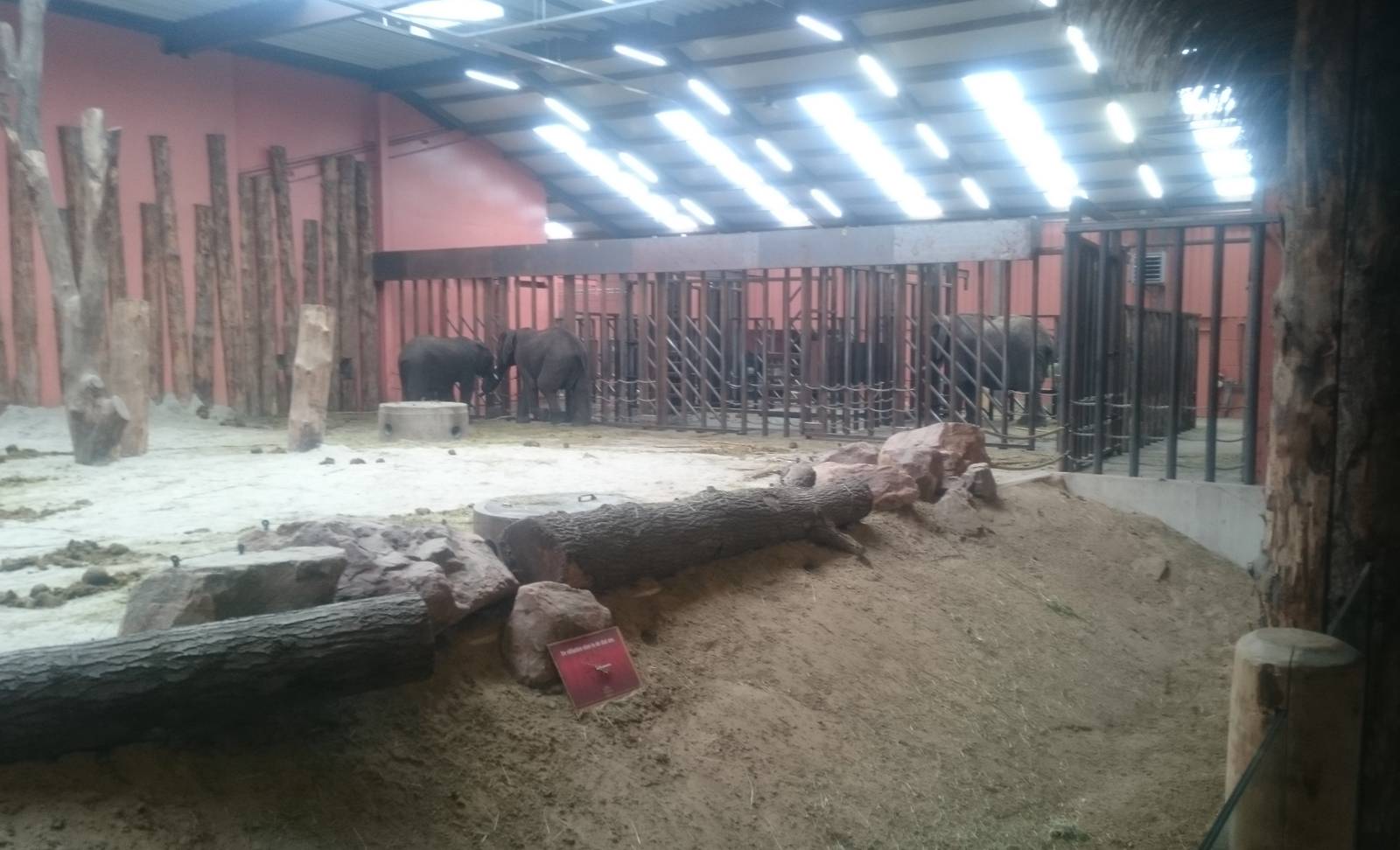 African elephant indoor enclosure