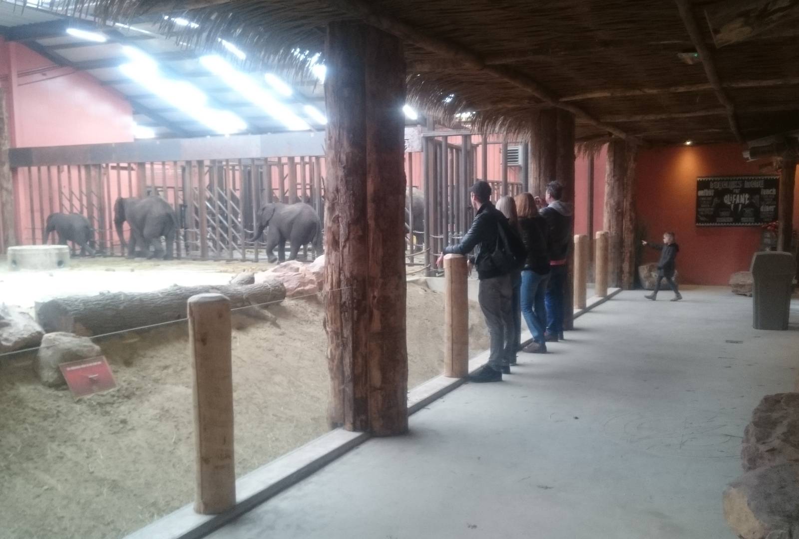 African elephant indoor enclosure