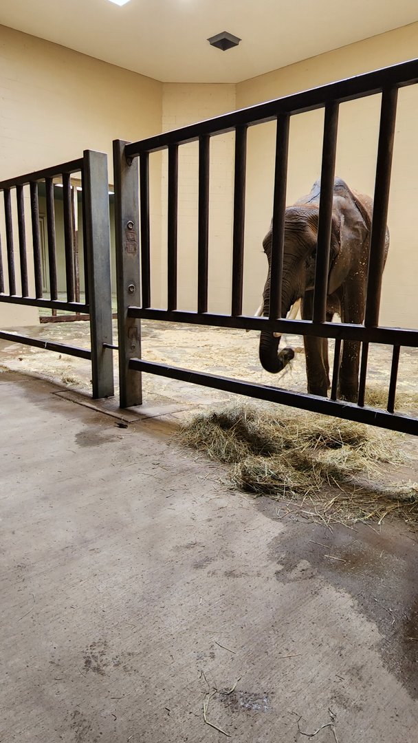 African Elephant Indoor Exhibit