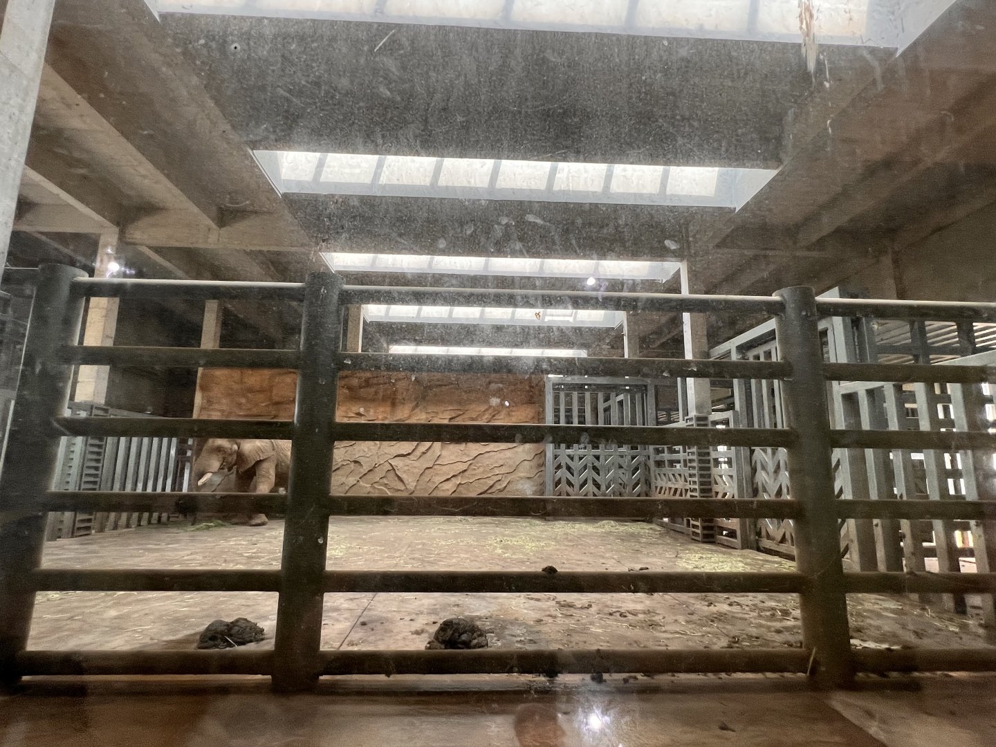 African Elephant Indoor Exhibits