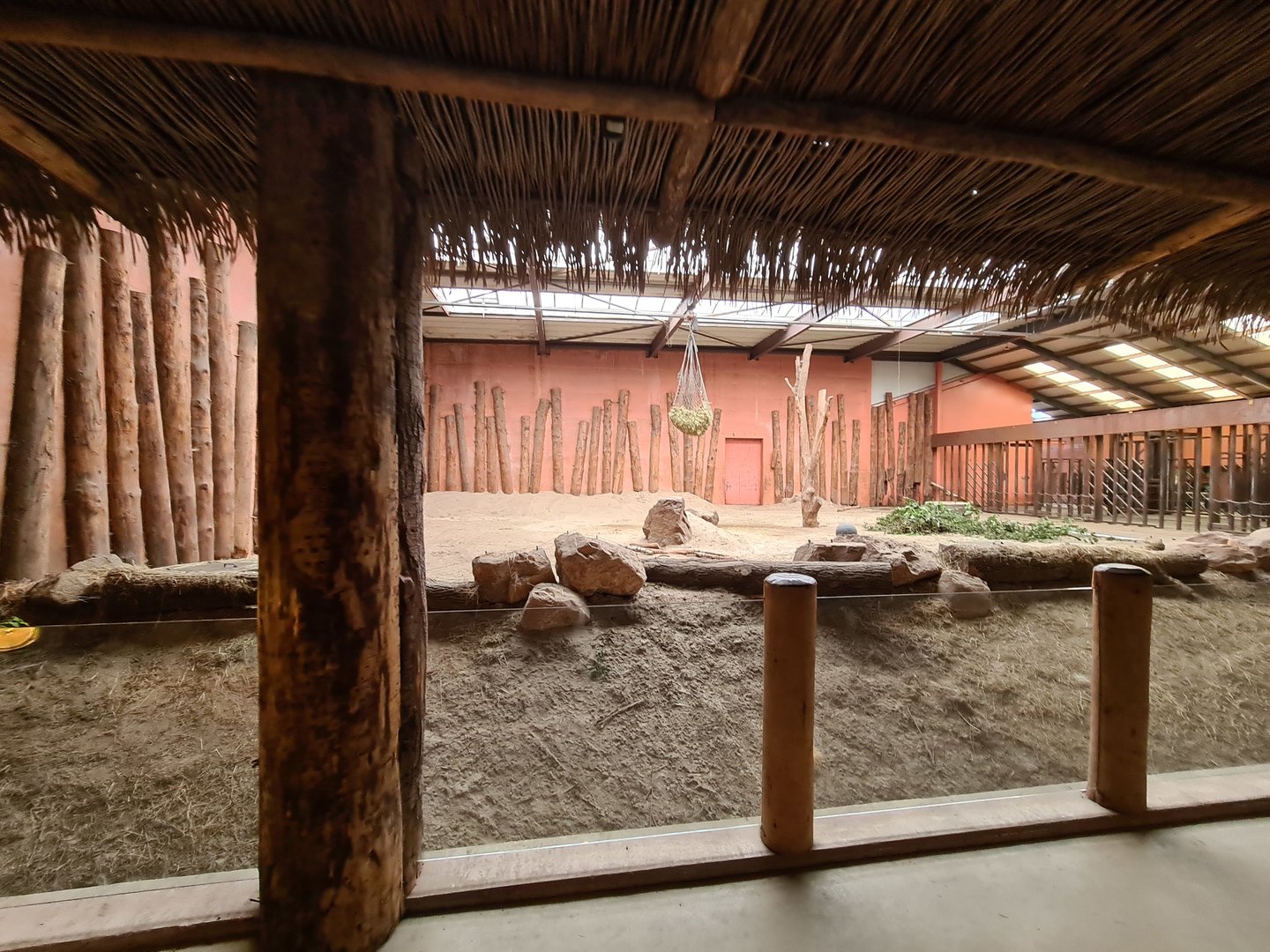 African elephant indoor holding