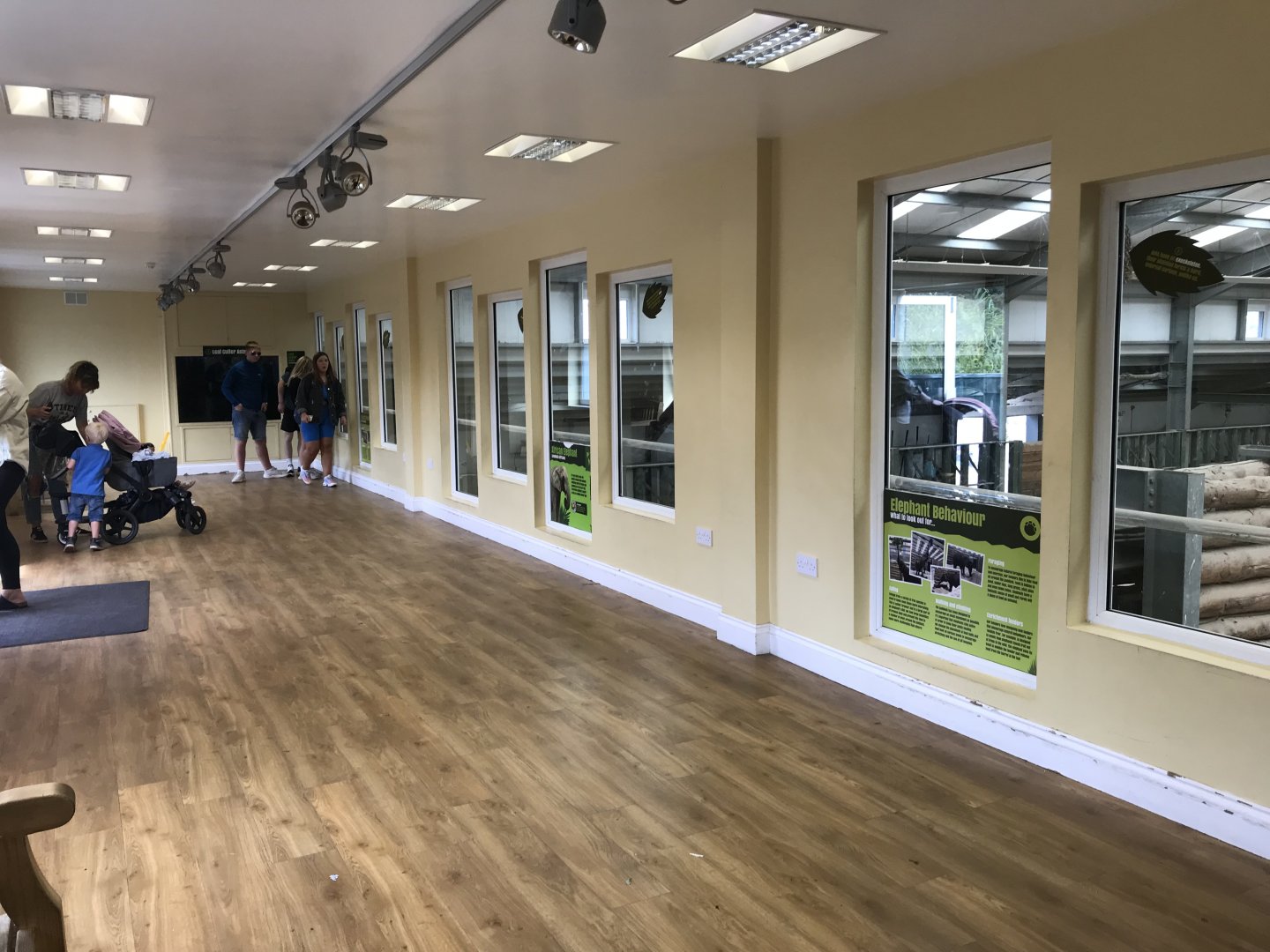 African elephant indoor viewing area