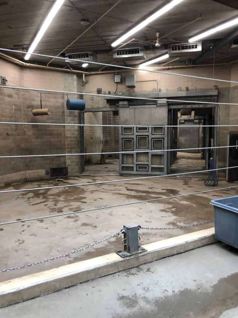 African Elephant Indoor Viewing - Feb, 2020