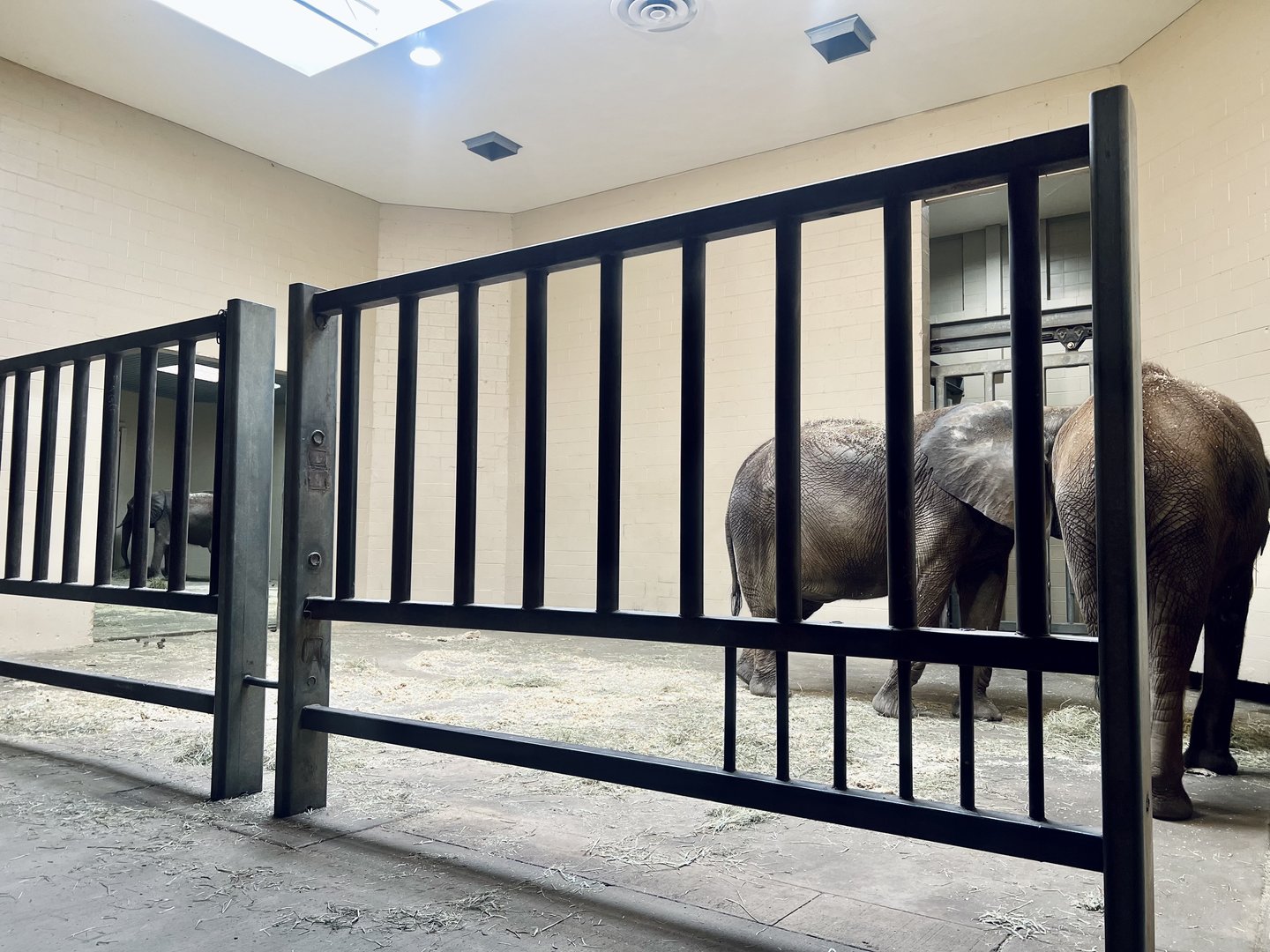 African Elephant Indoor Viewing