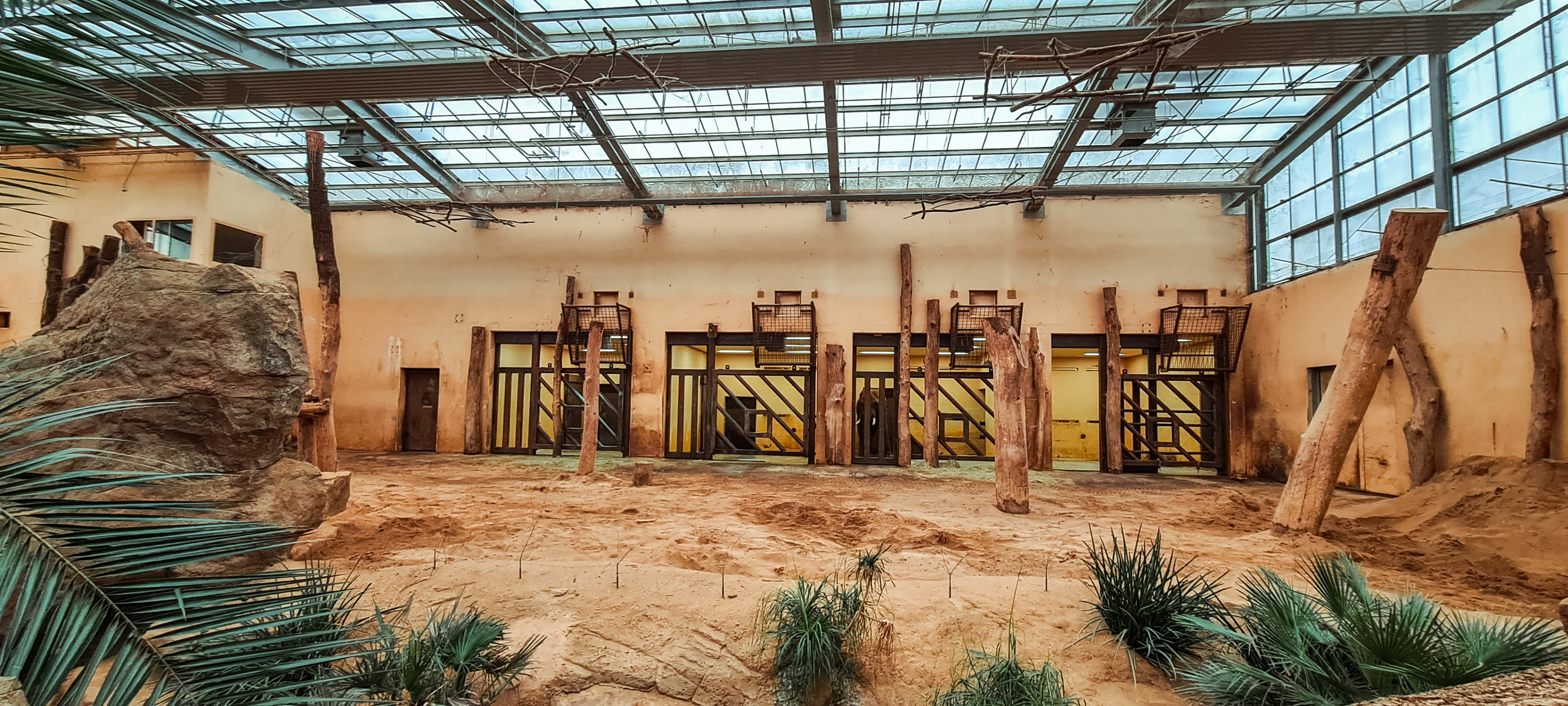 African elephant (indoor)