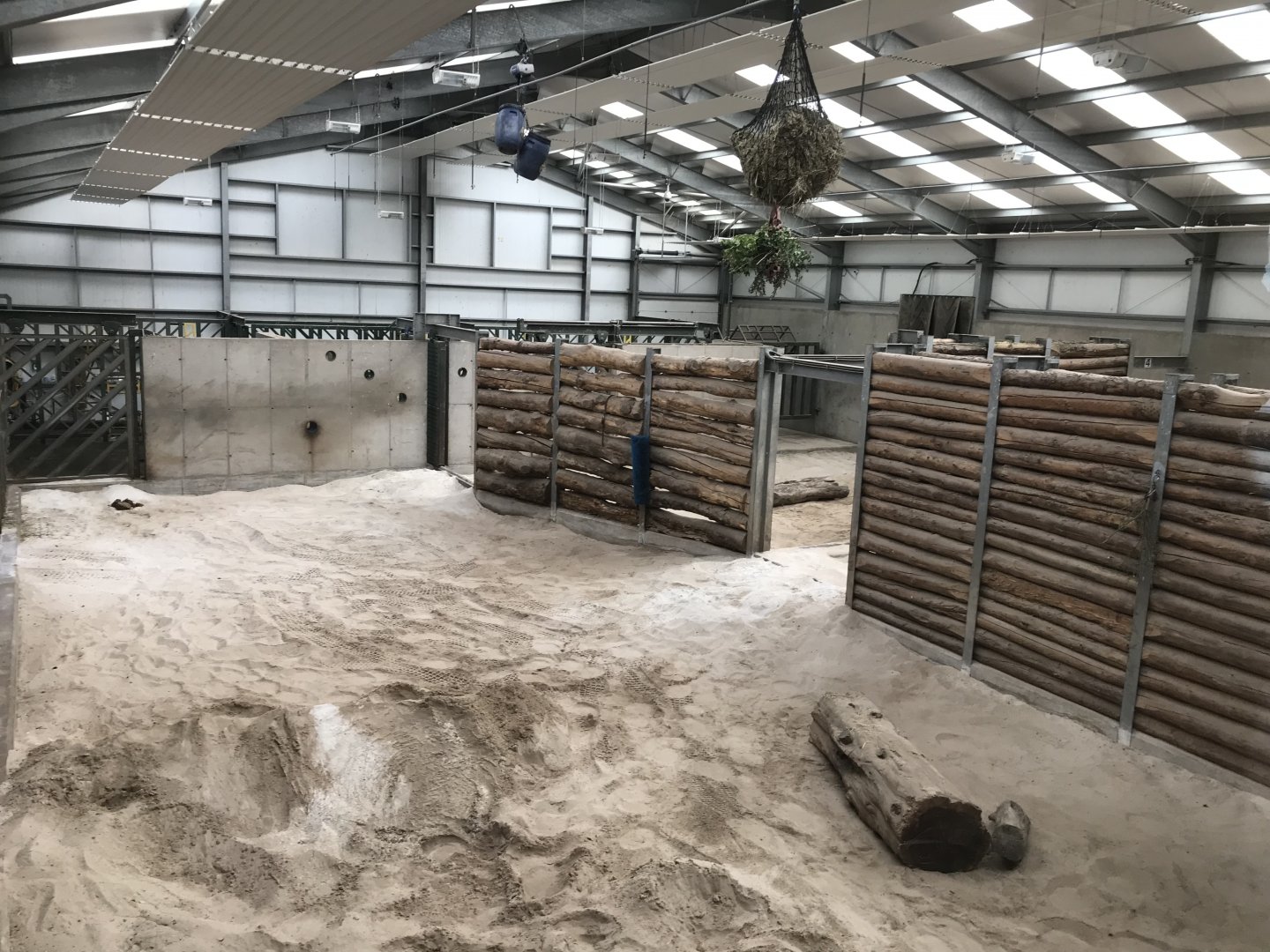 African elephant indoors (2)