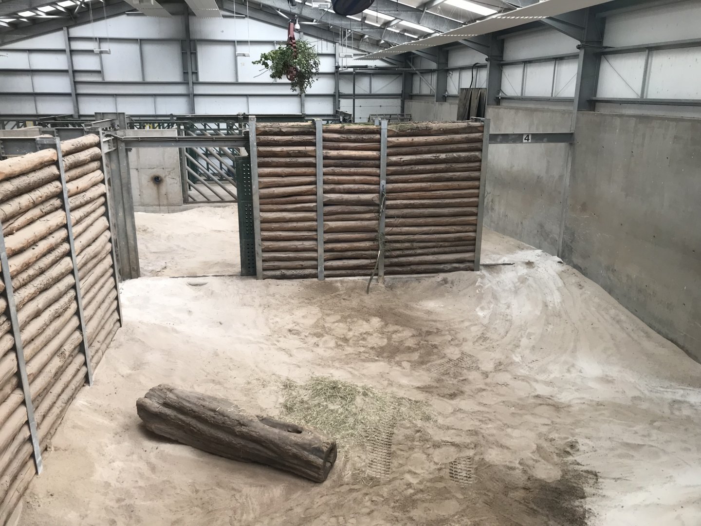 African elephant indoors (3)