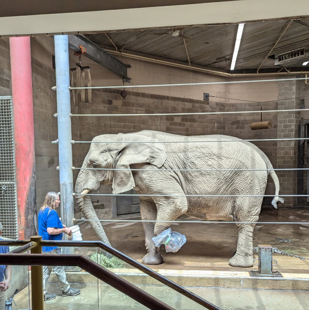 African Elephant Indoors Receiving Foot Treatment