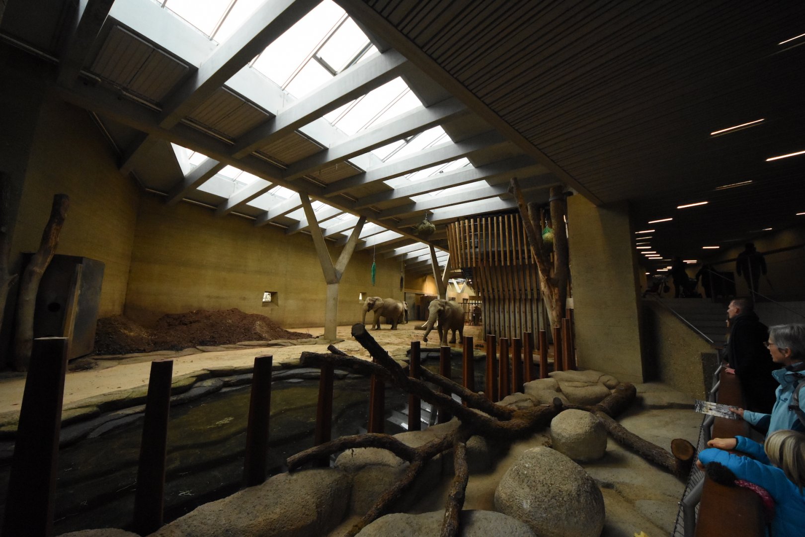 African elephant indoors