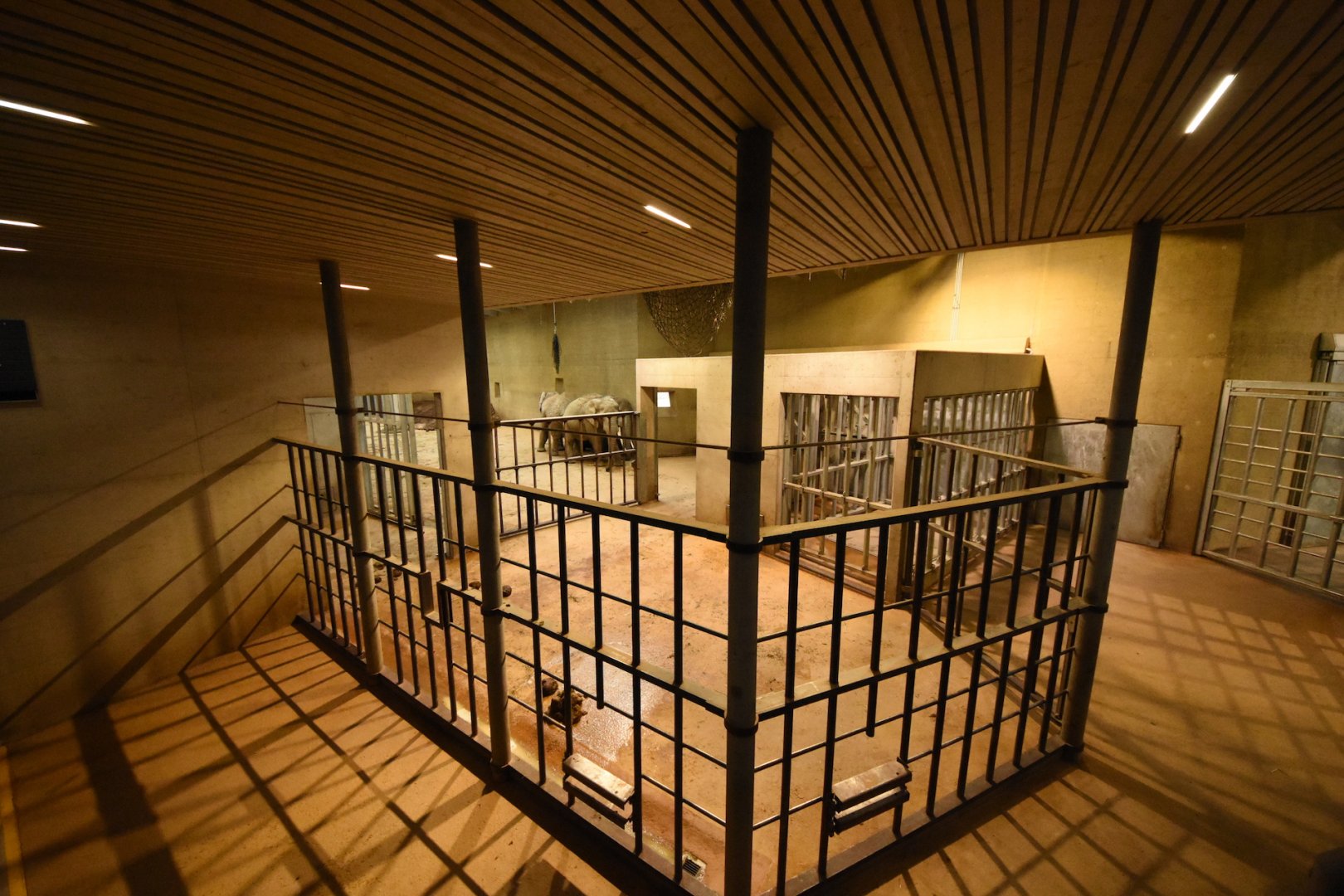 African elephant indoors