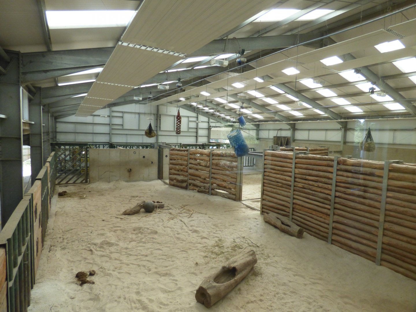 African Elephant Indoors