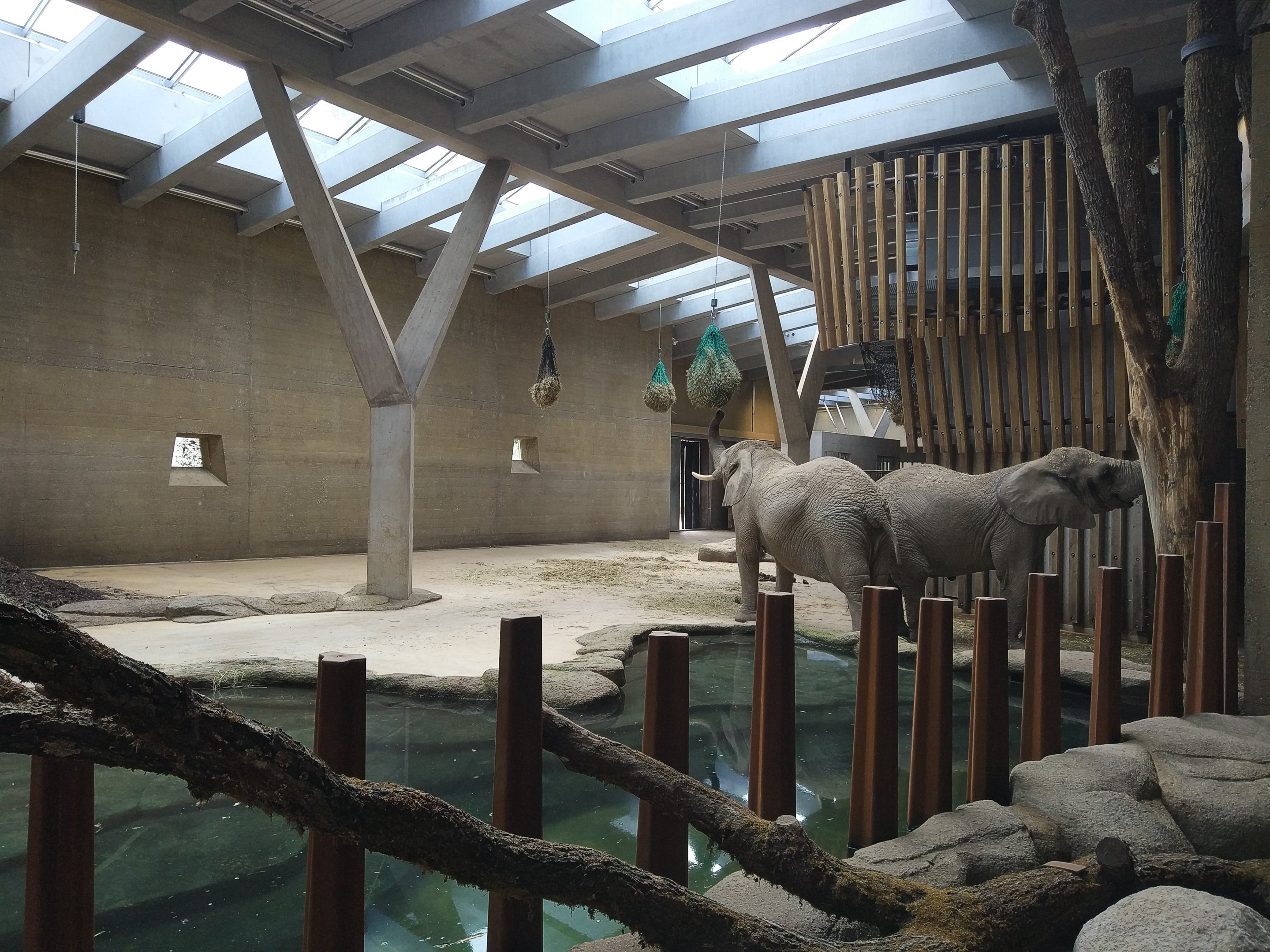 African Elephant indoors