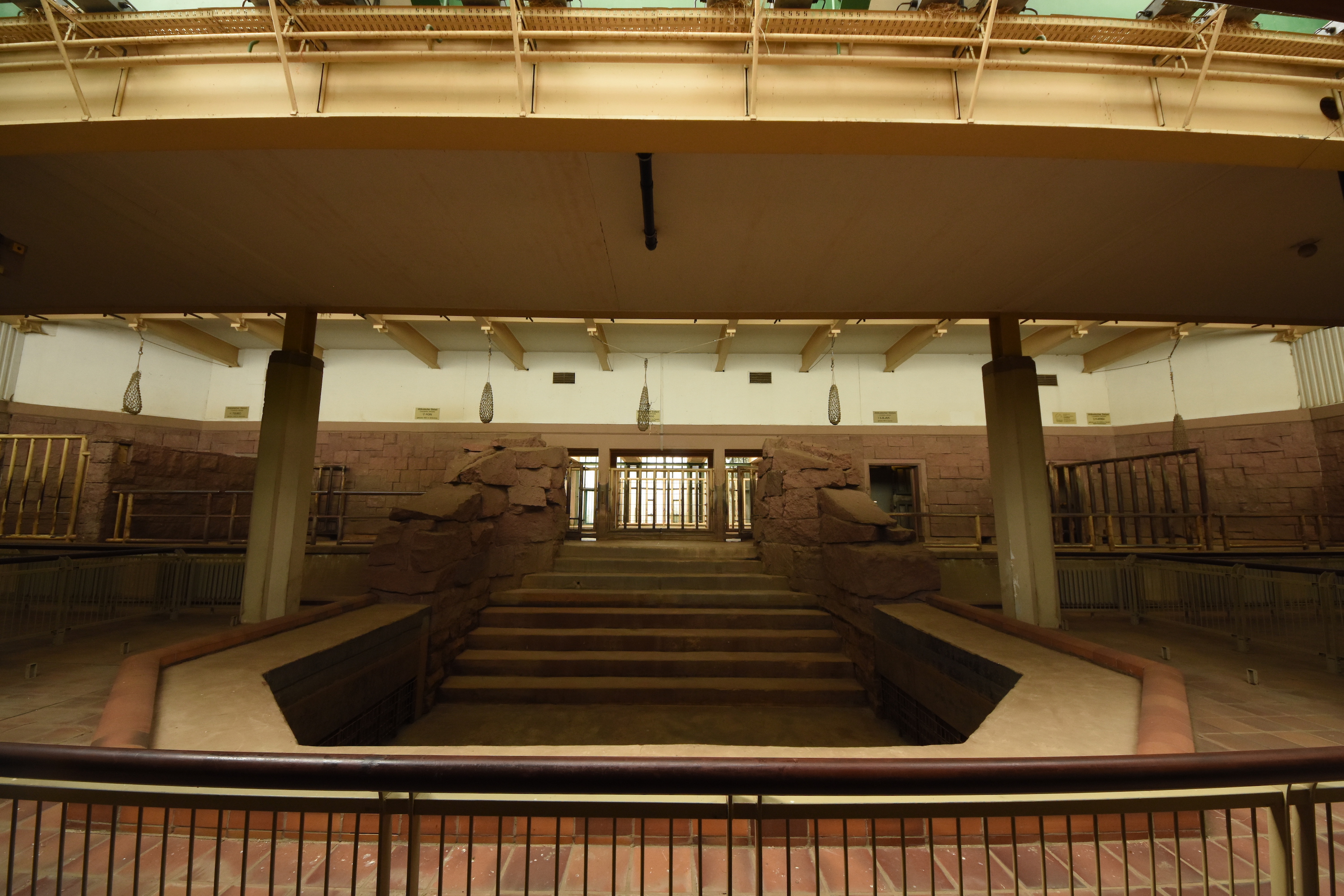 African elephant indoors