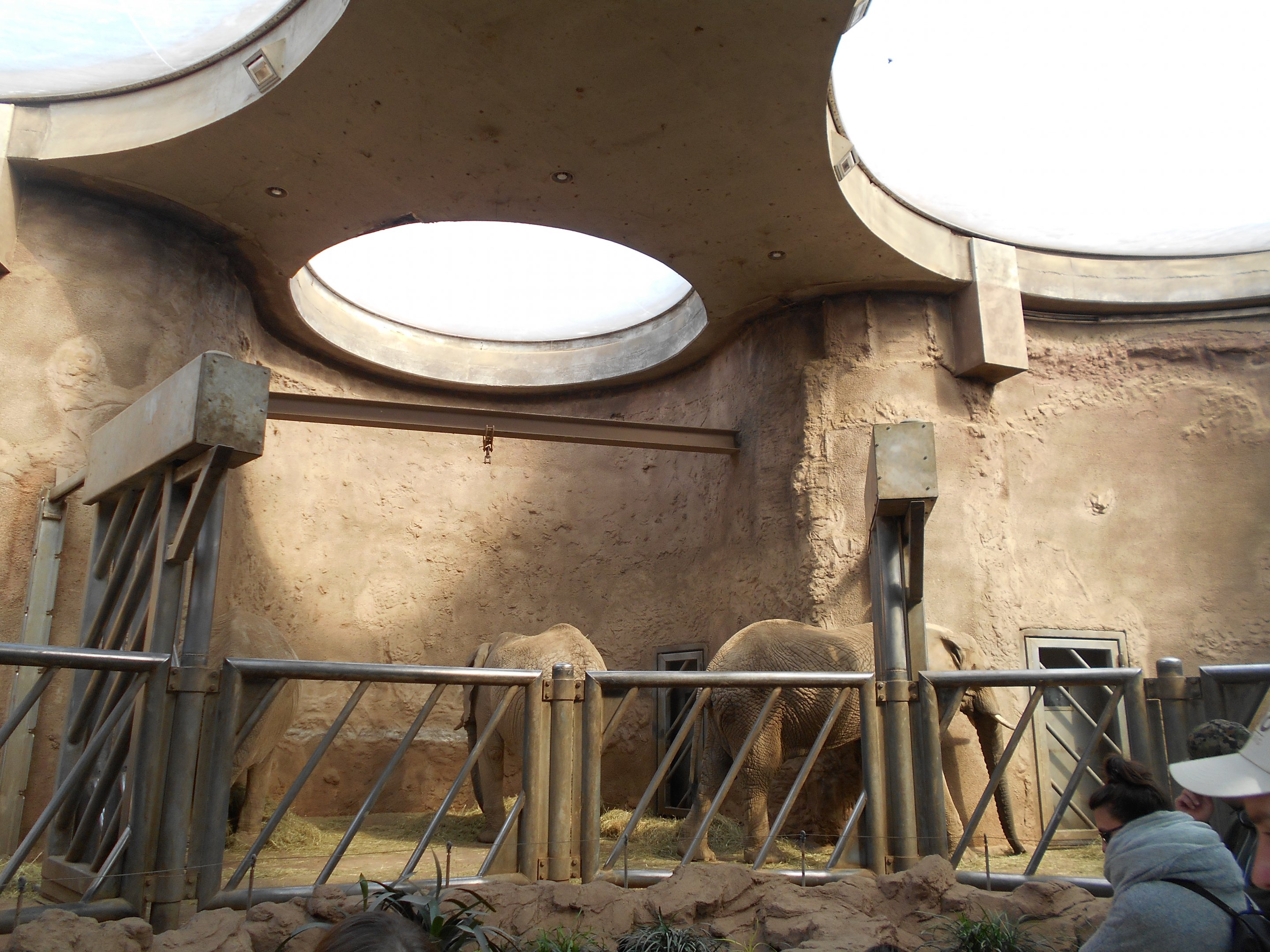 African Elephant indoors