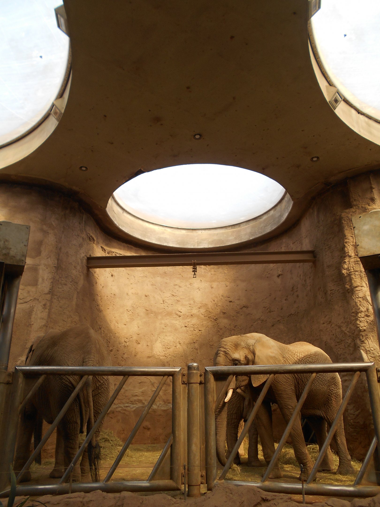 African Elephant indoors