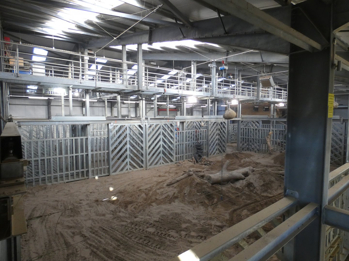 African Elephant indoors