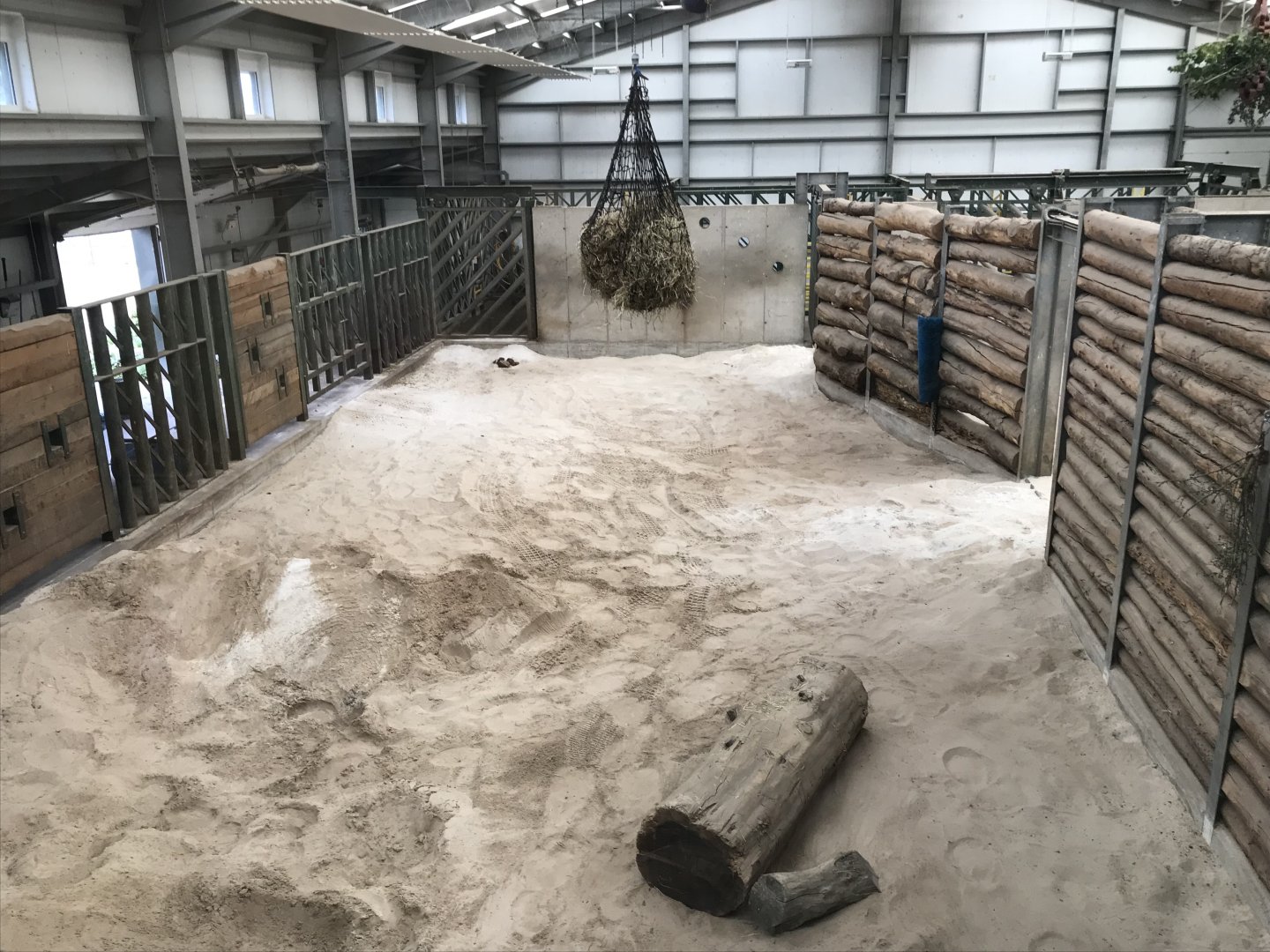 African elephant indoors