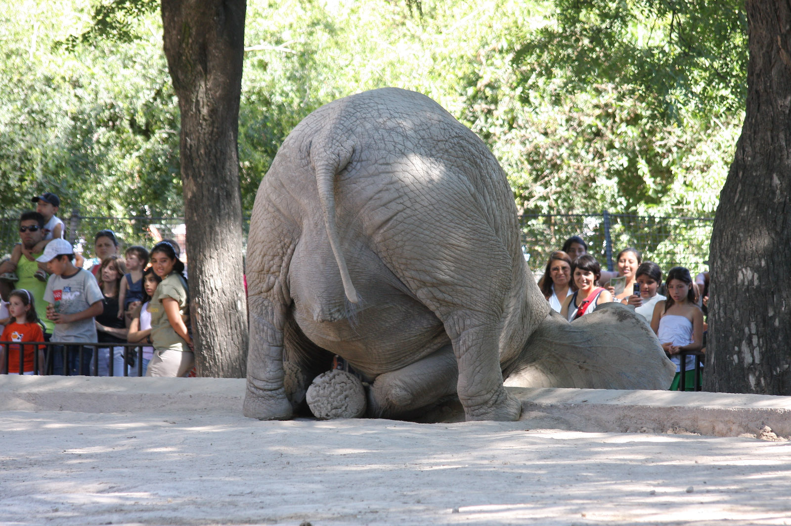 African Elephant - Jan 2008