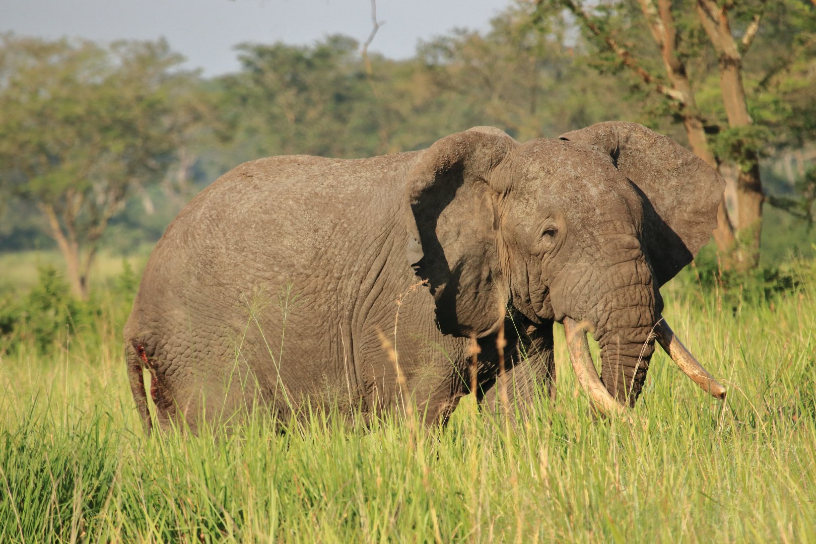 African elephant (January 2020)