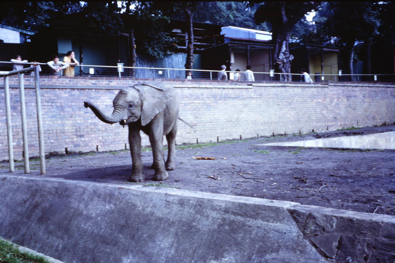 African Elephant, July 1967