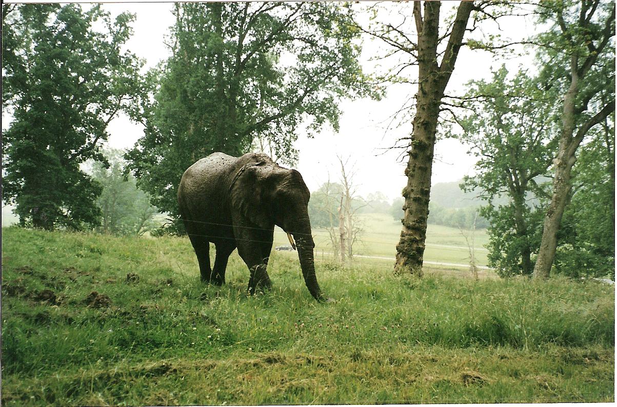 African Elephant - July 2001