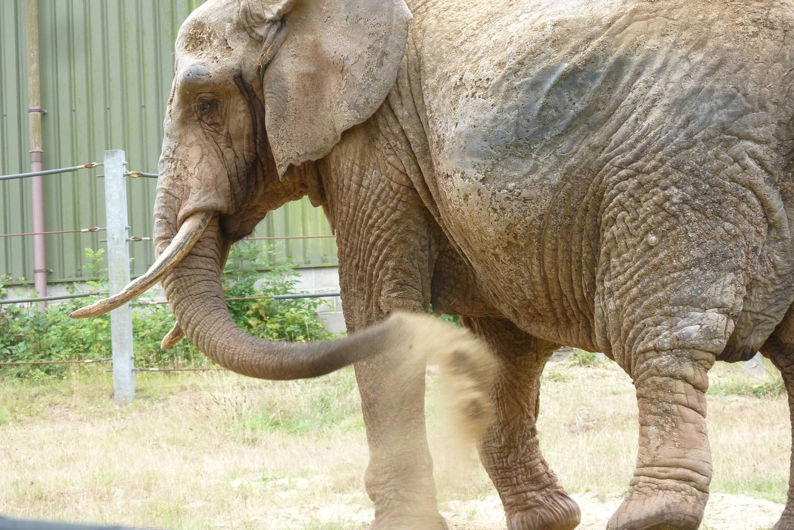 African Elephant, July 2015